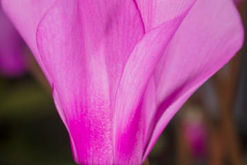 A small pink flower on nature