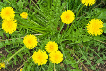 Dandelion, Taraxacum officinale