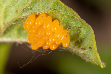 Eggs of the Colorado beetle on the leaves of potatoes