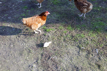 Domestic red chicken on the yard. Chickens on the farm at the sunny day. Producing food on the chicken farm. Domestic food production on the chicken farm.