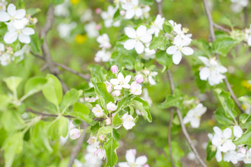 branches of flowering Apple trees