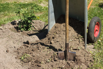 preparing the site for planting/ shovel with a pile of land piled out of the wheelbarrow in the garden