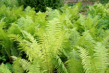 Green ferns close up. Natural background.
