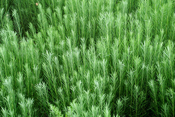 Natural background. Green grass with needles close up.