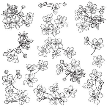 Cherry flowers.Sketch.Hand drawn outline vector illustration, isolated floral elements for design on white background.