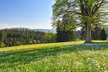 Flower meadow and forest in spring in the Allgäu. Bavaria, Germany