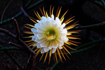 Cactus queen of the night. Night-blooming cereus Latin name Selenicereus grandiflorus - 207397186