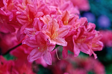 Close-up of pink rhododendron. Selective focus and shallow depth of field