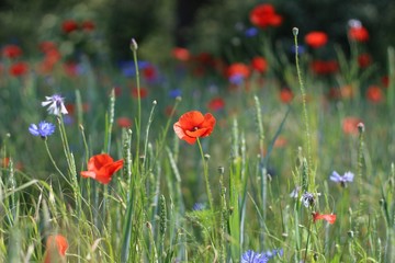 Mohn & Kornblumen - Feld