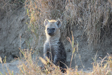 Young Hyena sitting near his den amongst the dry grass
