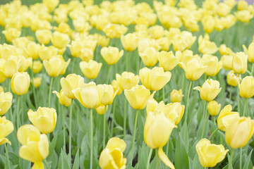 Obraz premium field of yellow tulips