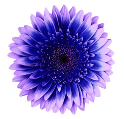 Blue-pink gerbera flower on a white isolated background with clipping path.   Closeup.   For design.  Nature.