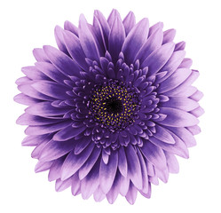 Violet-pink gerbera flower on a white isolated background with clipping path.   Closeup.   For...