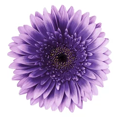  Violet-pink gerbera flower on a white isolated background with clipping path.   Closeup.   For design.  Nature. © nadezhda F