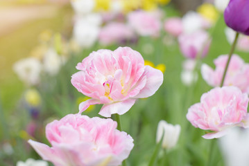Fototapeta na wymiar pink terry tulips