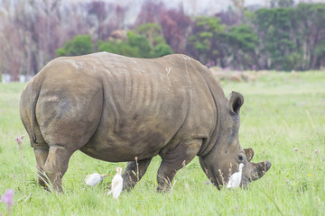 Obraz premium Rhino grazing with birds around