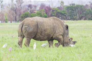 Obraz premium Rhino grazing with birds around