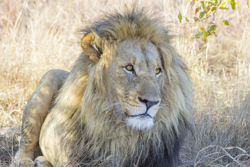 Lion sitting in the dry grass