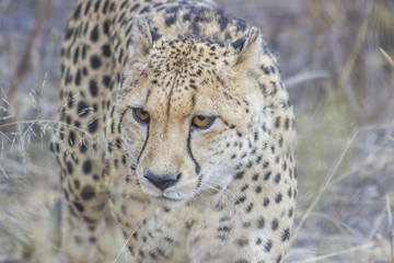 Cheetah walking in the tall, dry grass