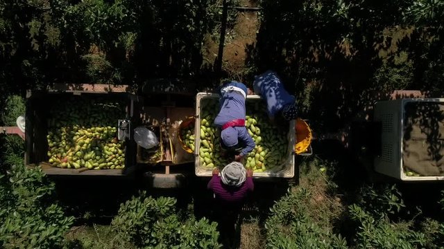 Top down aerial view of workers harvesting pears and sorting them in a large bin on a farm in South Africa