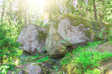 Stones overgrown with moss in the dense forest of the taiga, with sunlight.