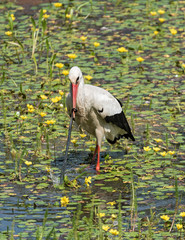 a white stork (Ciconia ciconia) catches and eats snake in the nature reserve kuehkopf, hesse, germany © lesniewski