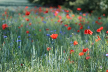 Mohn & Kornblumen - Feld
