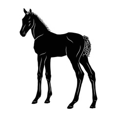 A silhouette of a small foal standing in side view.