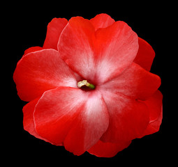 Fototapeta na wymiar Flower red violets on the black isolated background with clipping path no shadows. Closeup For design. Nature.