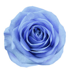 Fototapeta na wymiar Blue flower rose on white isolated background with clipping path. no shadows. Closeup. For design. Nature.
