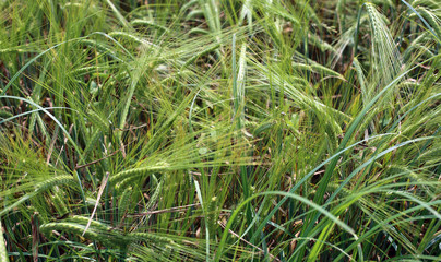 green ears of wheat during spring ripening
