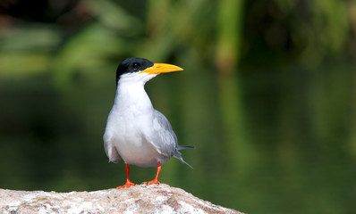 A River tern sitting on a boulder inside ranganathittu bird sanctuary
