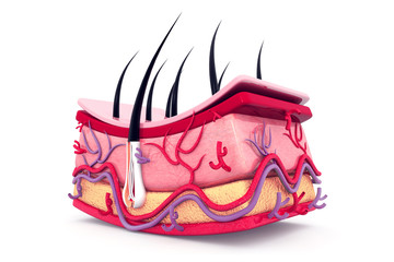 Human skin anatomy
