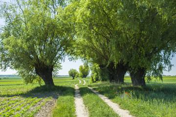 Village road between trees
