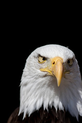 American psycho. Conceptual image representing USA nationality and madness.