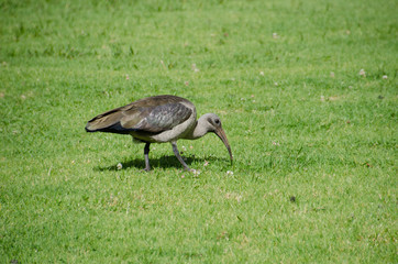 Obraz na płótnie Canvas Hadada ibis in Kirstinbosch Botanical Garden in Cape Town, South Africa