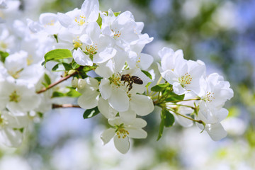 Sunlight on branch with appleblossom on appletree in spring on the green backround with bee