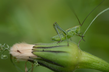 Macro view of green grasshopper/Macro image of a grasshopper sitting on a flower that has not yet bloomed