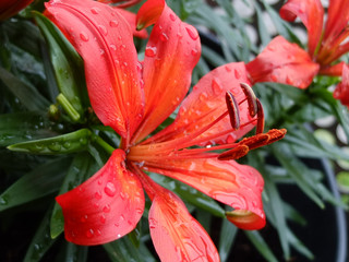 Sommer, garten, wunderschöne rote lilie, macro © irina