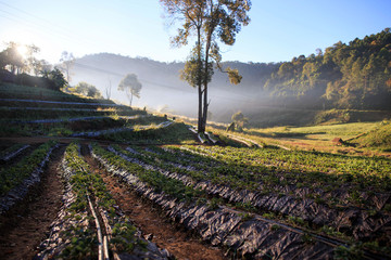 Morning mist hit by sunlight over tea farm in Northern Thailand