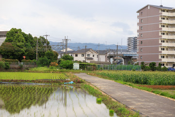 Fototapeta na wymiar Small road between flooded rice field and small cornfield next to a Japanese apartment building