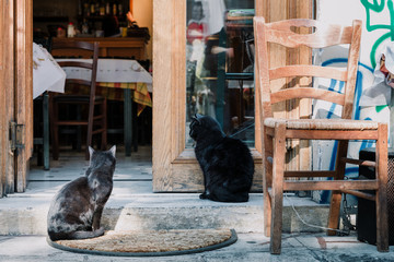 Two cats in front of a restaurant in Athens, Greece