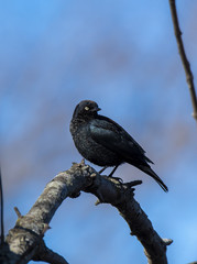 A black bird perched on a tree branch inside Magee marsh wildlife area on a clear winter evening