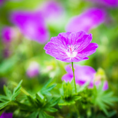 Garden Close-up