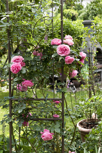 "Rosen, Garten, Rankgerüst" Stockfotos und lizenzfreie ...