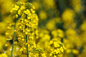Yellow rape flowers