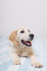 Cute Golden Retriever relaxing on bed