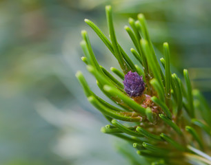 art photo of a young violet cedar cone on a tree branch