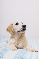 Cute Golden Retriever relaxing on bed