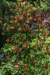Fototapeta premium wild Columbine
